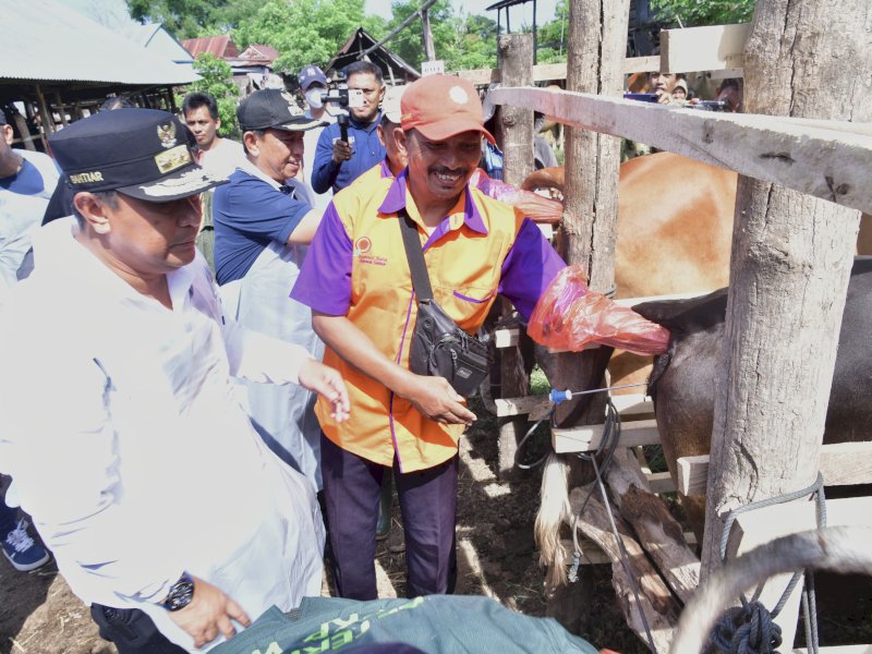 Penjabat Gubernur Sulawesi Selatan, Bahtiar Baharuddin meninjau peningkatan ternak di Wajo.