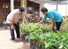 Bahtiar Cek Lokasi Pembibitan Sukun yang Diinisiasi Kelompok Tani Desa Samaenre Bone