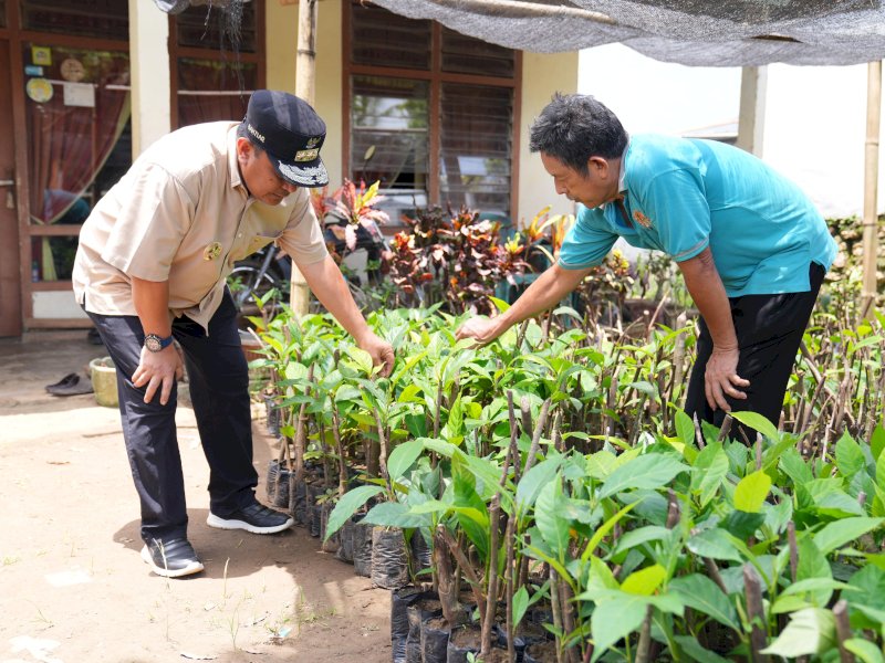 Pembibitan sukun yang diinisiasi langsung kelompok tani di Desa Samaenre, Kecamatan Bengo, Kabupaten Bone. 