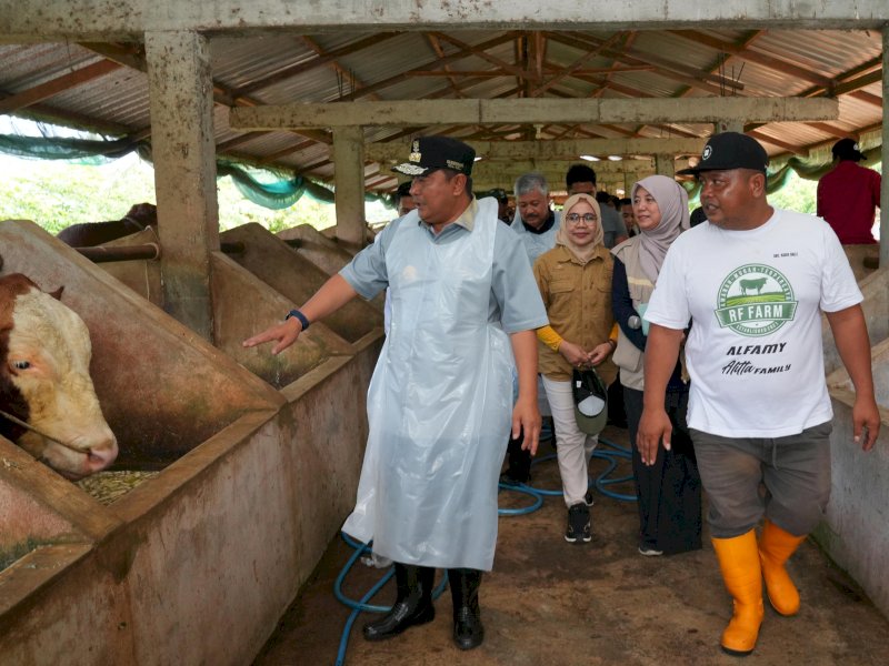 Penjabat Gubernur Provinsi Sulsel, Bahtiar Baharuddin mengunjungi peternakan sapi di Pinrang. 