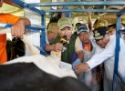 Bahtiar Target Enrekang jadi Sentra Sapi Perah di Sulsel, Siap Suntik Anggaran