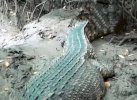 Dua Ekor Buaya di Muara Sungai Tamanroya Jeneponto Teror Nelayan hingga Takut Melaut
