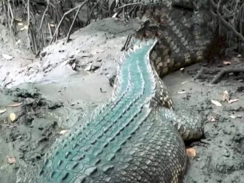 Penampakan buaya di Muara Sungai Kelurahan Tamanroya, Kecamatan Tamalatea, Kabupaten Jeneponto, Sulawesi Selatan. (IST).
