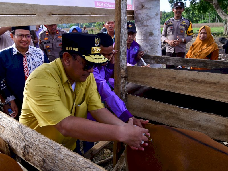 Penjabat Gubernur Sulawesi Selatan Bahtiar Baharuddin melaksanakan program Inseminasi Buatan (IB) di Kecamatan Cina, Kabupaten Bone