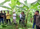 Pasar Menjanjikan, Pisang Cavendish Bisa Raup Rp360 Juta per Hektar 