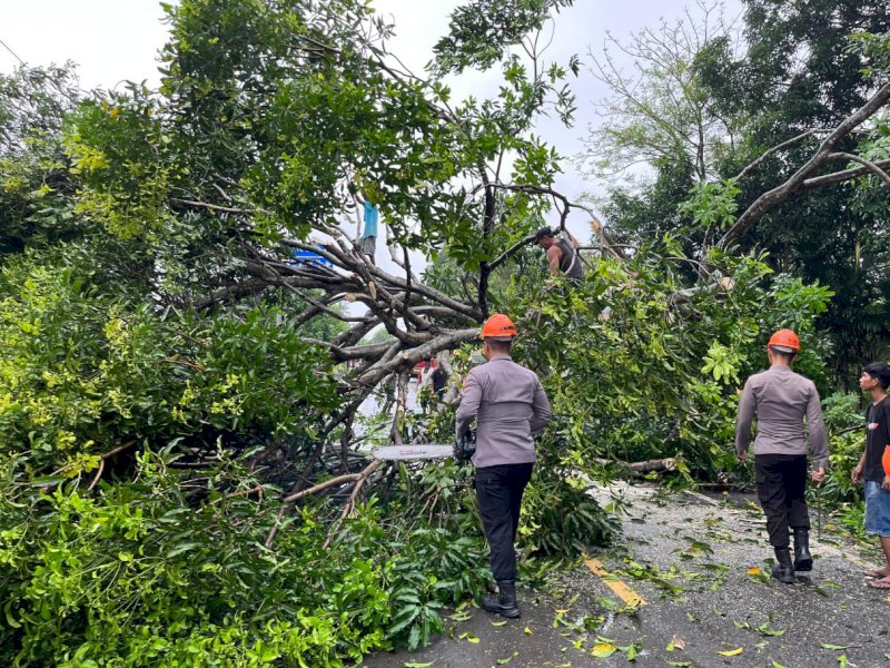 SAR Brimob melakukan evakuasi pohon tumbang di Poros Bone-Wajo. 