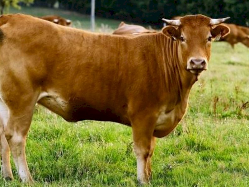 Sapi. (INT) 