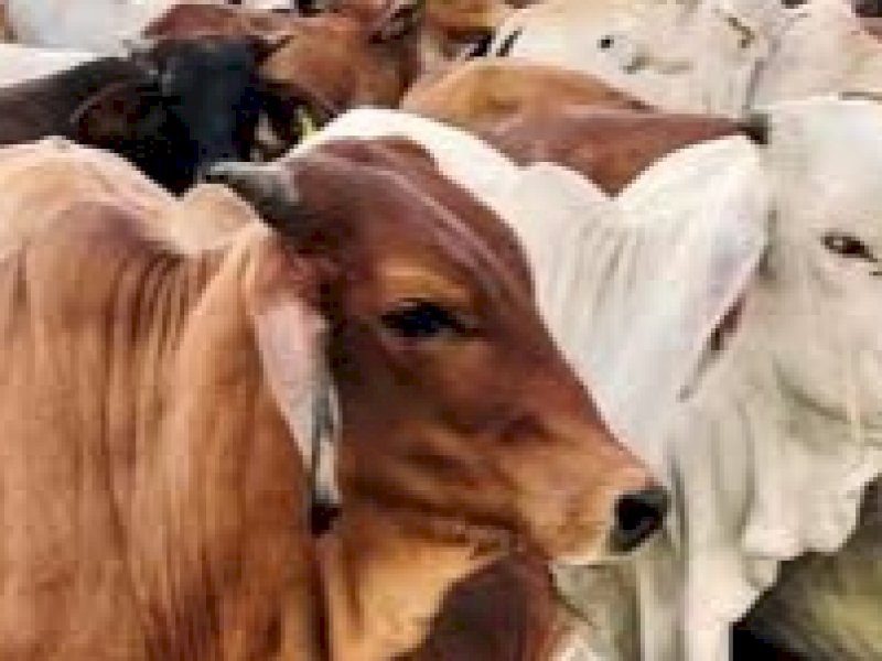 Ilustrasi Hewan Kurban. (INT) 