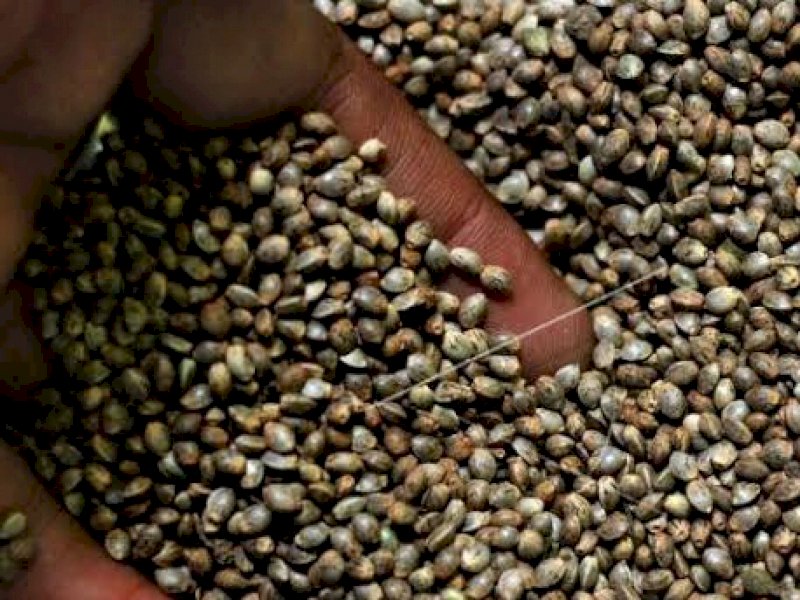 Biji ganja juga ditemukan oleh tim Satreskoba Polrestabes Makassar dari pelaku (int)