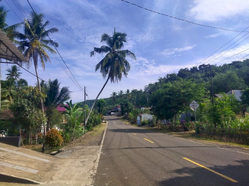Pohon kelapa yang miring di Jalan Poros Makassar-Bone, tepatnya di Desa Lili Riawang. (Abustan)