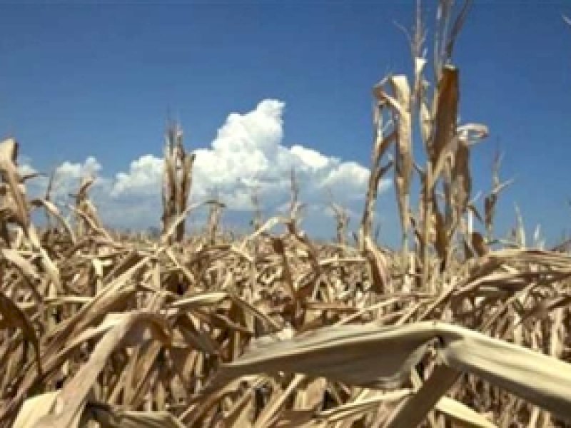 Ilustrasi krisisi pangan. (INT)