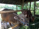 Kades Seberang Mulai Pikirkan Majukan Desa dengan Peternakan Sapi