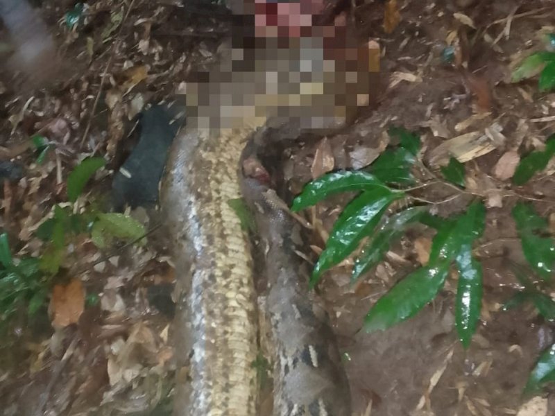 Ular piton telah diamankan usai menggigit warga. (Ist)