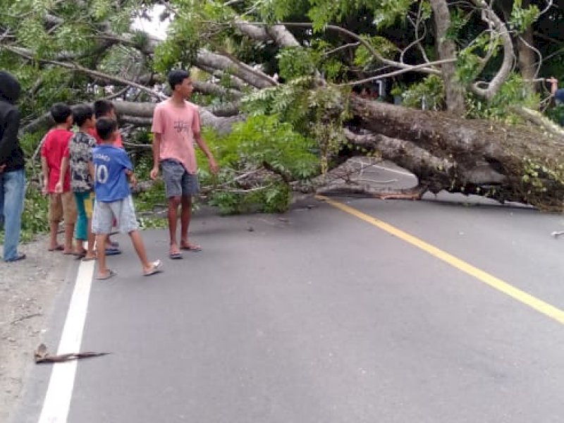 Pohon tumbang di jalan poros Bira, Bulukumba.
