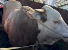 Dapat Sumbangan Sapi Berat 1,4 Ton, Gubernur Sulsel Akan Salurkan ke Fakir Miskin