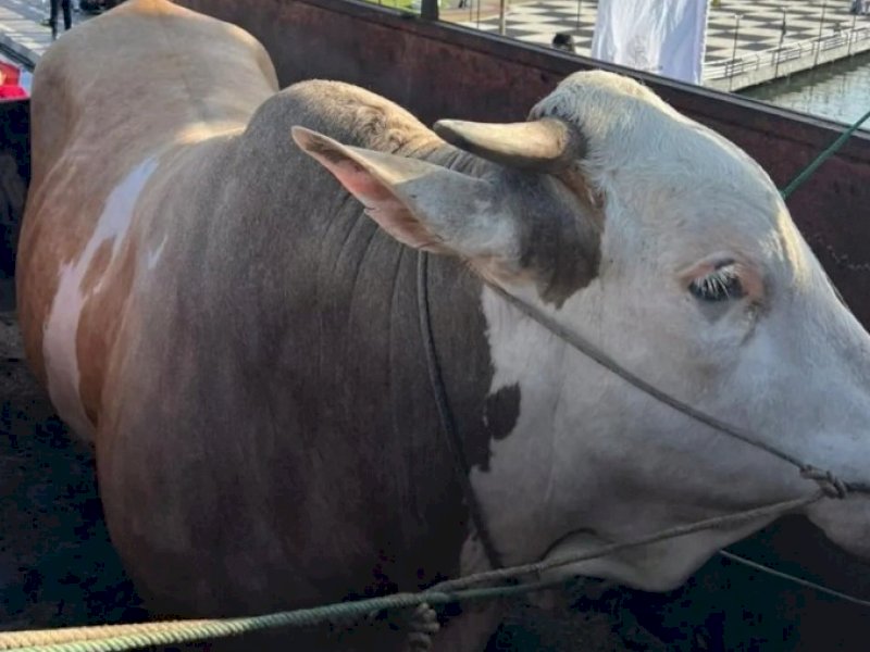 Sapi dengan berat 1,4 ton yang diberikan Gubernur Sulsel Andi Sudirman Sulaiman. 