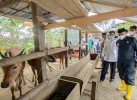 Populasi Ternak di Wajo Terbesar Kedua di Sulsel, Bakal Jadi Lumbung Daging Nasional