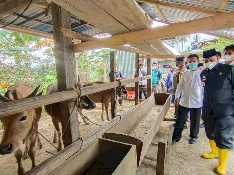 Bupati Wajo Amran Mahmud memantau salah satu peternakan di Wajo. (Ist)