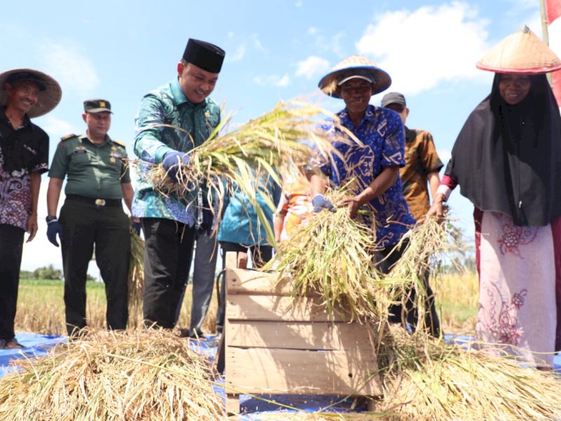 Bupati Bantaeng Ilham Azikin melakukan panen raya. (Ist)