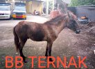 Polisi Bantaeng Tangkap Dua Orang Pencuri Kuda 