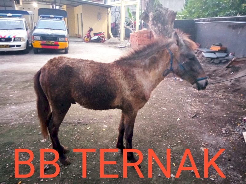 Barang bukti kuda hasil curian diamankan polisi. (Ist)