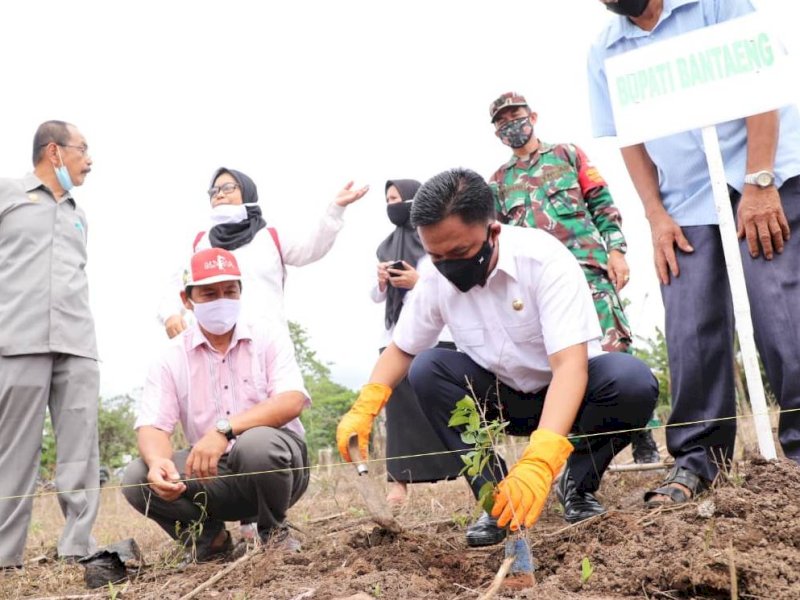 Penanaman bibit pohon jeruk keprok Selayar oleh Bupati Bantaeng, Ilham Azikin. Yang merupakan bantuan dari Kementerian Pertanian dan Partai Gerindra.