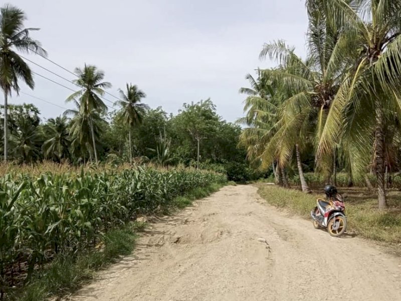 Kebun jagung di salah satu desa di Bone (Abustan)